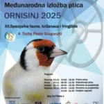 plakat ornisinj 2025m