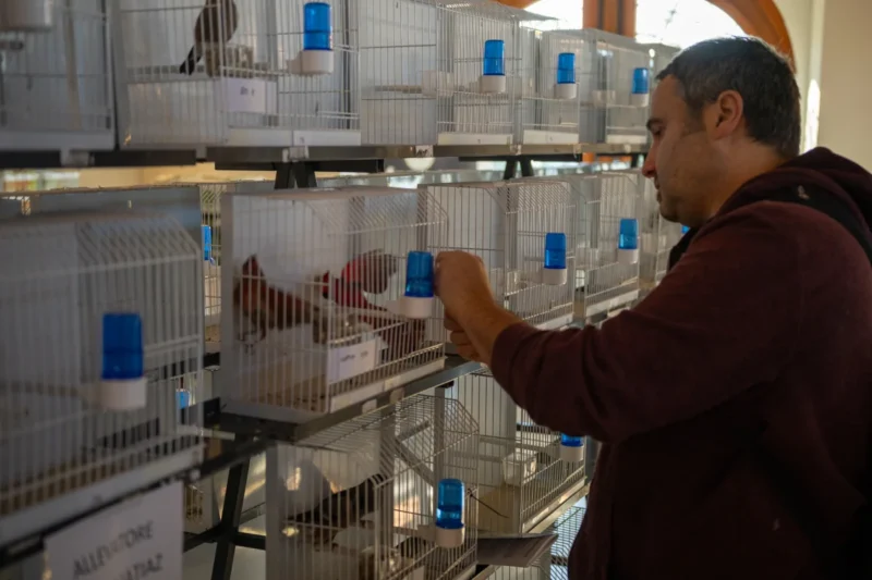 img hornemanni 2025 01