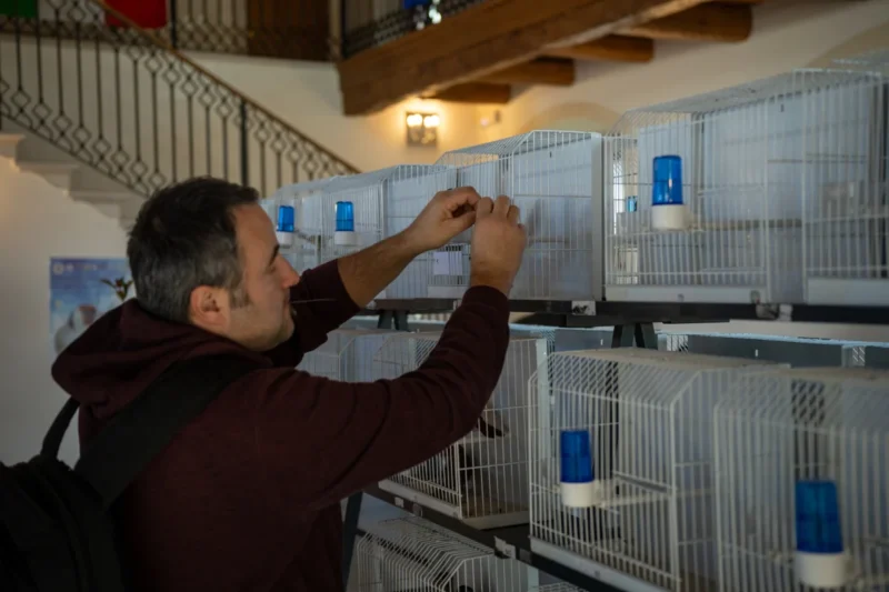 img hornemanni 2025 02