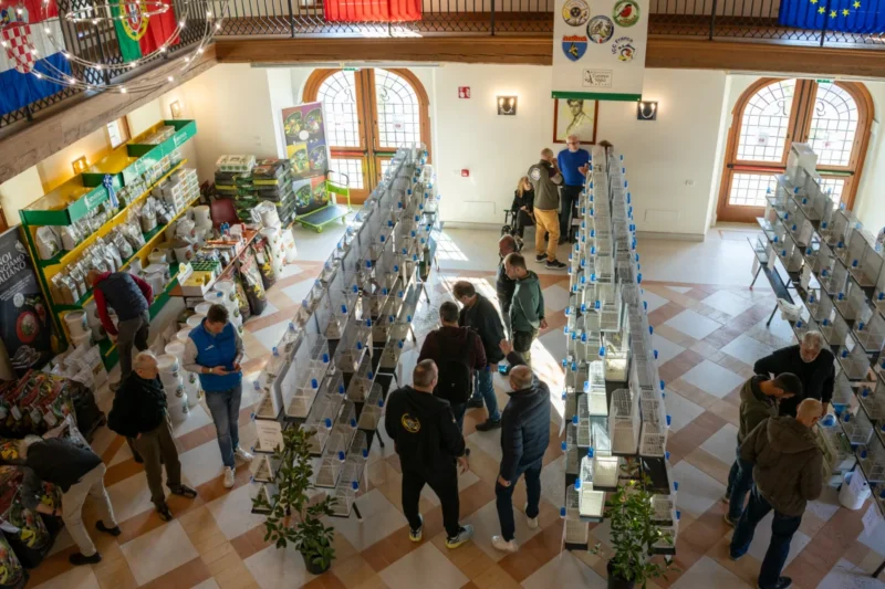 img hornemanni 2025 05