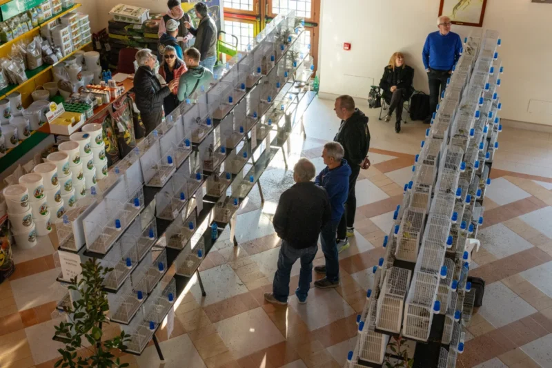 img hornemanni 2025 06