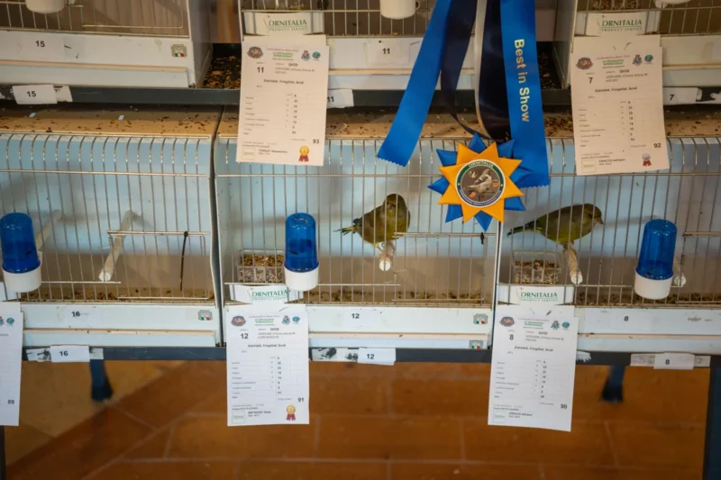 img hornemanni 2025 08