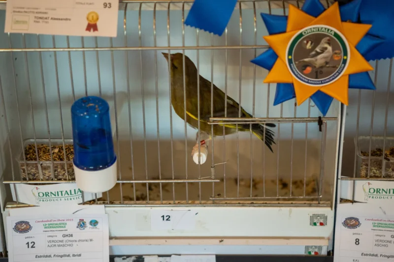 img hornemanni 2025 09