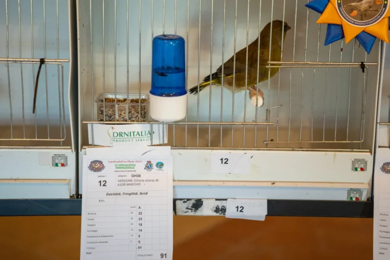 img hornemanni 2025 10