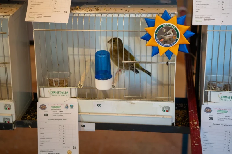 img hornemanni 2025 11