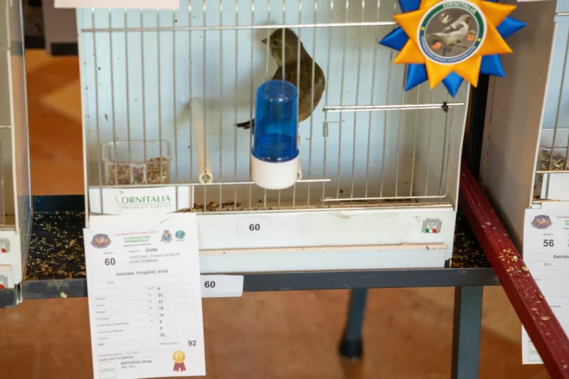 img hornemanni 2025 12