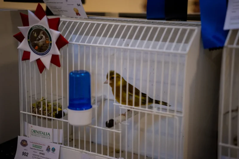 img hornemanni 2025 13