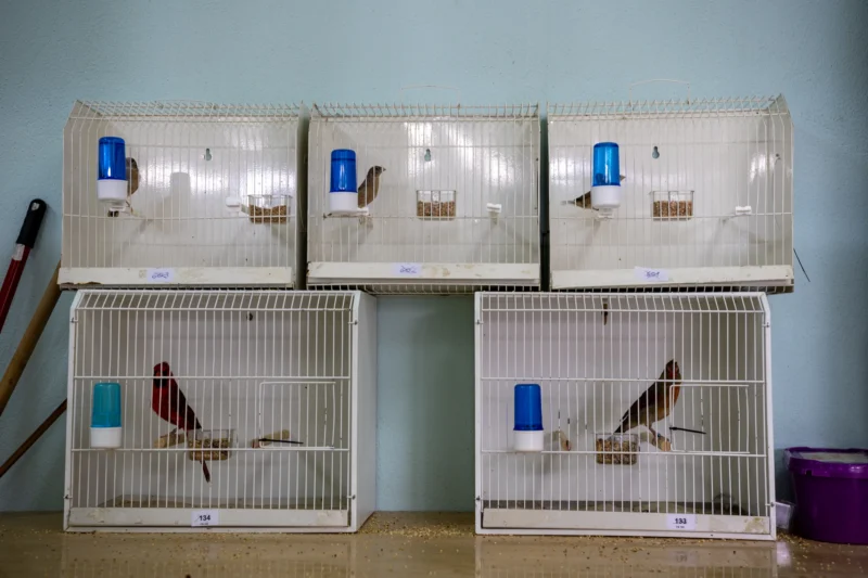 img ornisinj 2025 025