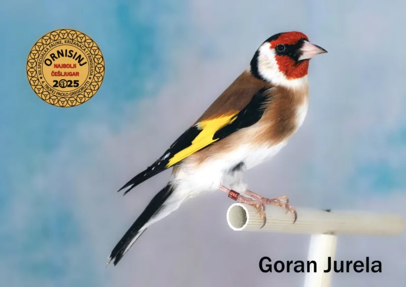 img ornisinj 2025 099