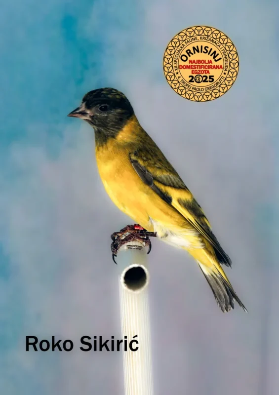 img ornisinj 2025 100