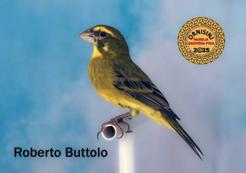 img ornisinj 2025 101