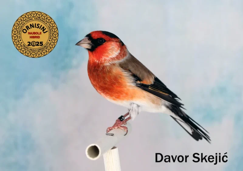 img ornisinj 2025 102