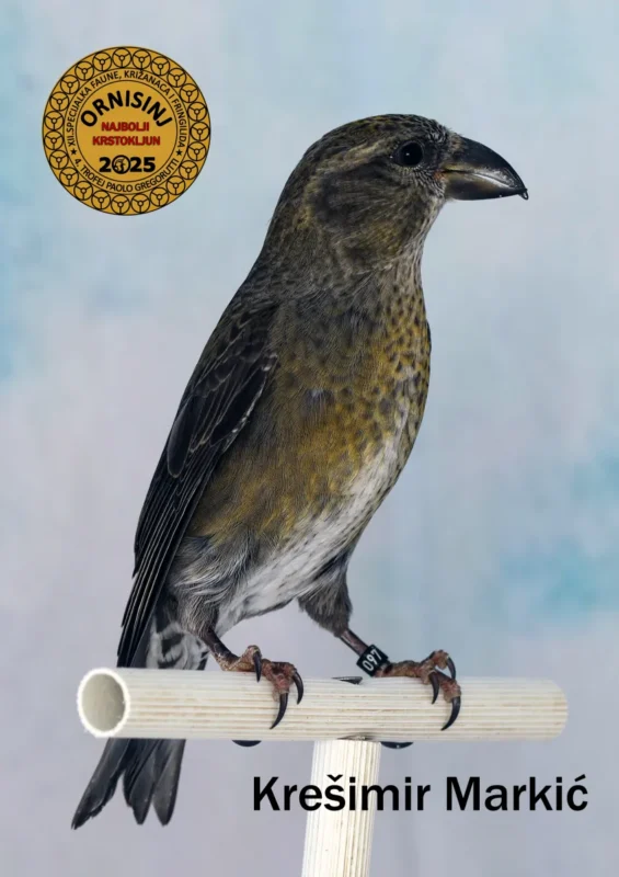 img ornisinj 2025 104