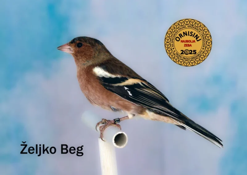 img ornisinj 2025 108