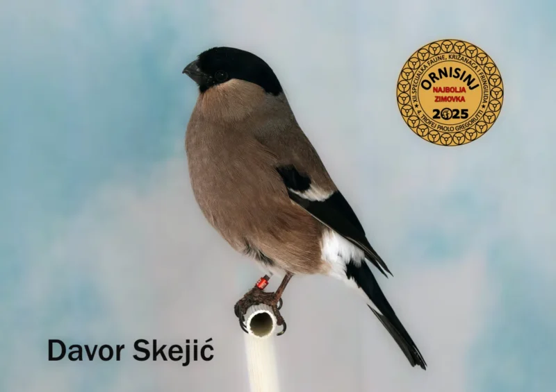 img ornisinj 2025 110