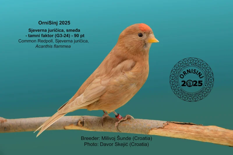 img ornisinj 2025 112